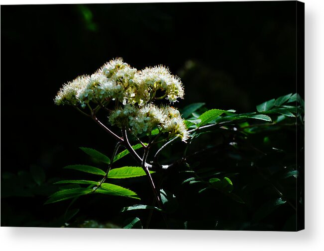 Mountain Ash Flower Acrylic Print featuring the photograph Sun Seeking by Anita Braconnier