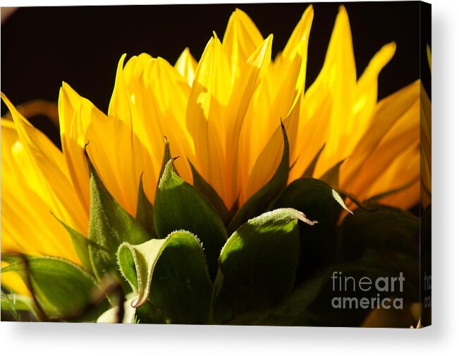 Sunflower Acrylic Print featuring the photograph Sun Shadows by Anita Braconnier