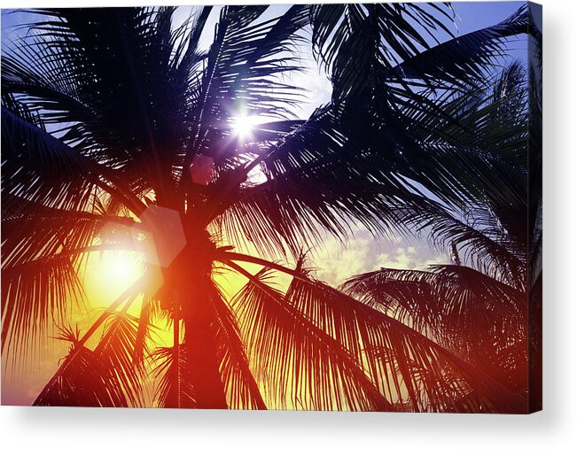 Tropical Tree Acrylic Print featuring the photograph Sunbeam Through Palm Tree In Summer by Blackred