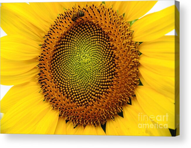 Sunflower Acrylic Print featuring the photograph Sunflower # 2 by Debra Fedchin