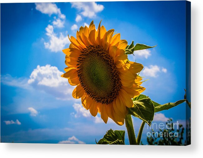 Sunflowers Acrylic Print featuring the photograph Sunflower 3 by Jim McCain