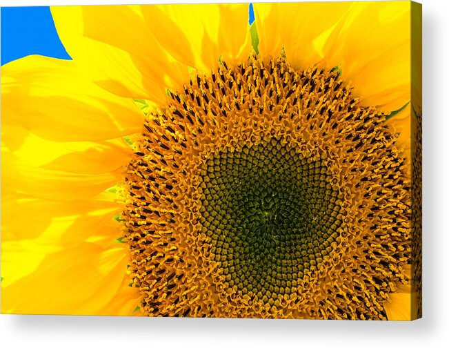 Sunflower Acrylic Print featuring the photograph Sunflower by Andreas Berthold