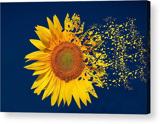 Sunflower Acrylic Print featuring the digital art Blowing In The Wind by Roy Pedersen