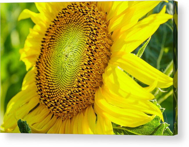 Flower Acrylic Print featuring the photograph Sunflower by Charles Lupica