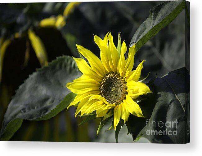 Sunflower Acrylic Print featuring the photograph Sunflower by CJ Benson