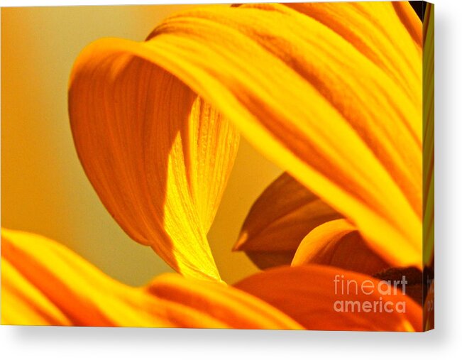 Yellow Acrylic Print featuring the photograph Sunflower Curve by Michael Cinnamond