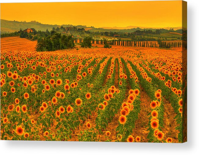 Tuscany Acrylic Print featuring the photograph Sunflower dream by Midori Chan