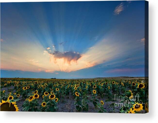 Flowers Acrylic Print featuring the photograph Sunflower Field at Sunset by Jim Garrison