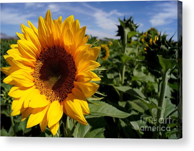 Agriculture Acrylic Print featuring the photograph Sunflower Glow by Kerri Mortenson