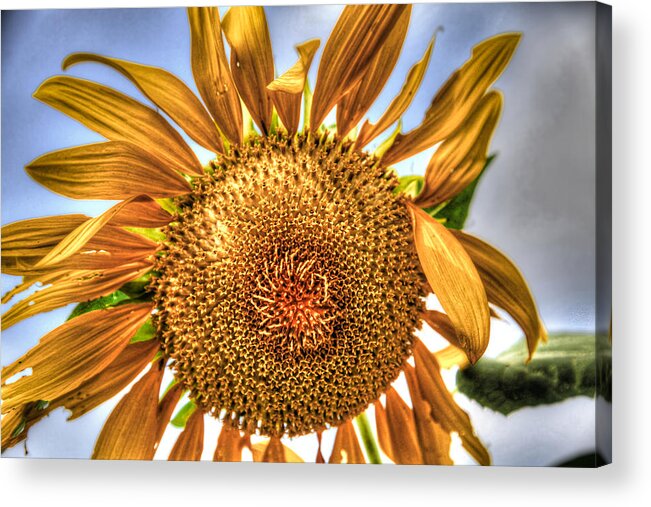 Sunflower Acrylic Print featuring the photograph Sunflower In The Wind by Ray Congrove