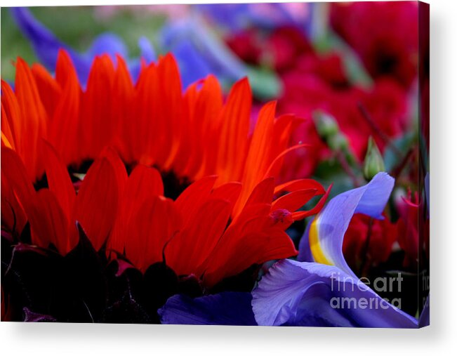 Sunflower Acrylic Print featuring the photograph Sunflower Iris Love by Jeanette French