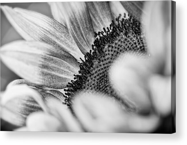 Nature Acrylic Print featuring the photograph Sunflower by Jonathan Nguyen