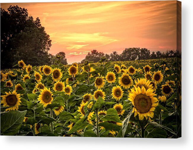 Made In America Acrylic Print featuring the photograph Sunflower Sunset by Steven Bateson