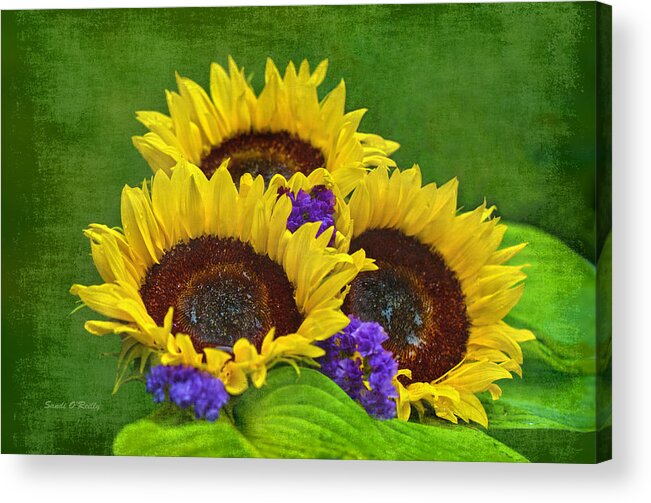 Sunflower Acrylic Print featuring the photograph Sunflower Trio by Sandi OReilly