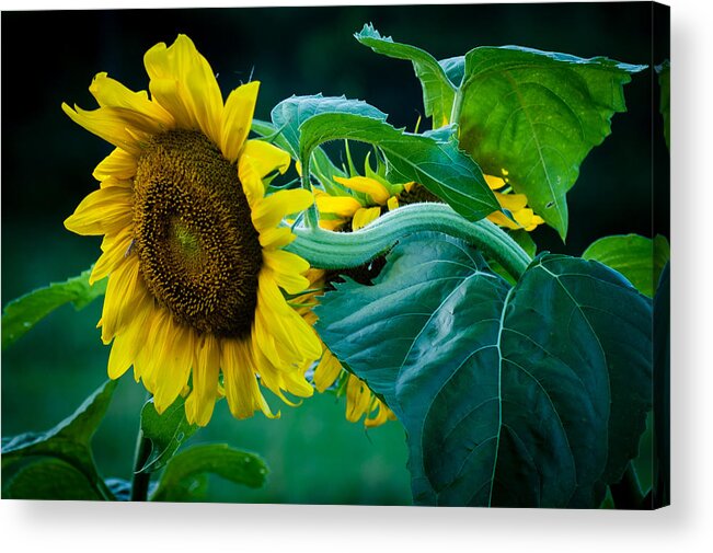 Sunflower Acrylic Print featuring the photograph Sunflower by Wayne Meyer
