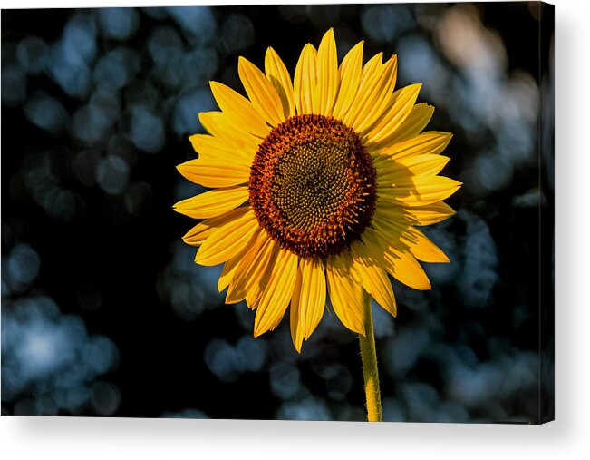 Sunflower Acrylic Print featuring the photograph Sunflower with Tree Bokeh by Jerry Gammon