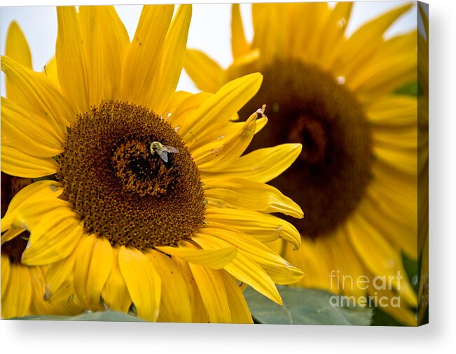  Acrylic Print featuring the photograph Sunflowers and Bees by Cheryl Baxter