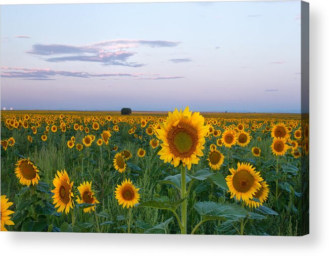 Sunflower Acrylic Print featuring the photograph Sunflowers at Sunrise by Ronda Kimbrow