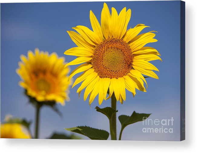 Bloom Acrylic Print featuring the photograph Sunflowers by Brian Jannsen