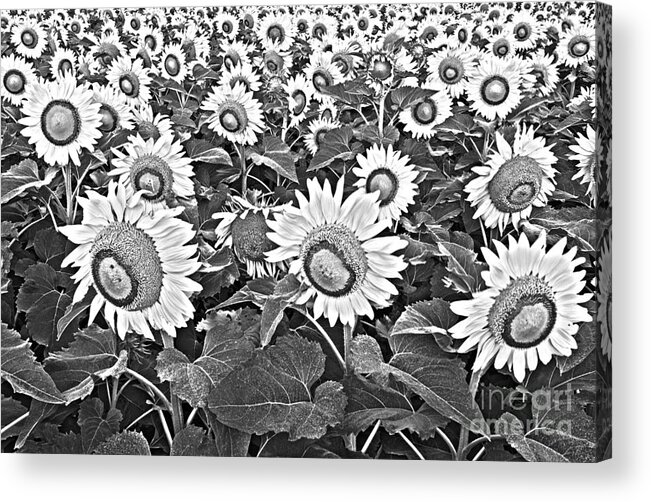 Sunflower Acrylic Print featuring the photograph Sunflowers by Elena Nosyreva