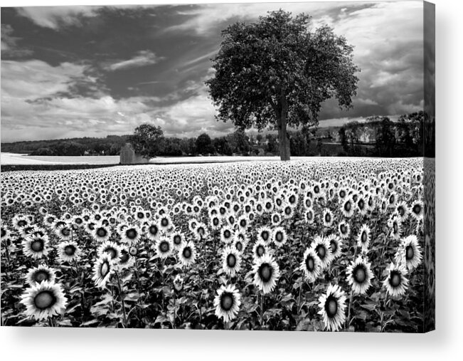 American Acrylic Print featuring the photograph Sunflowers in Black and White by Debra and Dave Vanderlaan