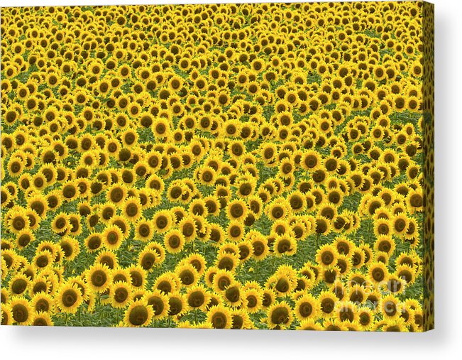 00345435 Acrylic Print featuring the photograph Sunflowers Kansas by Yva Momatiuk John Eastcott