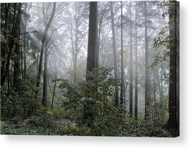 Sunlight And Fog Acrylic Print featuring the photograph Sunlight and Fog by Wes and Dotty Weber