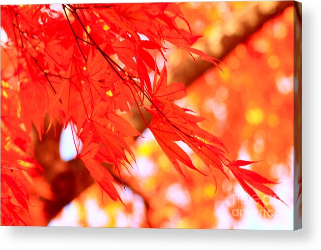 Autumn Acrylic Print featuring the photograph Sunlight Behind Vivid Autumn Leaves by Beverly Claire Kaiya