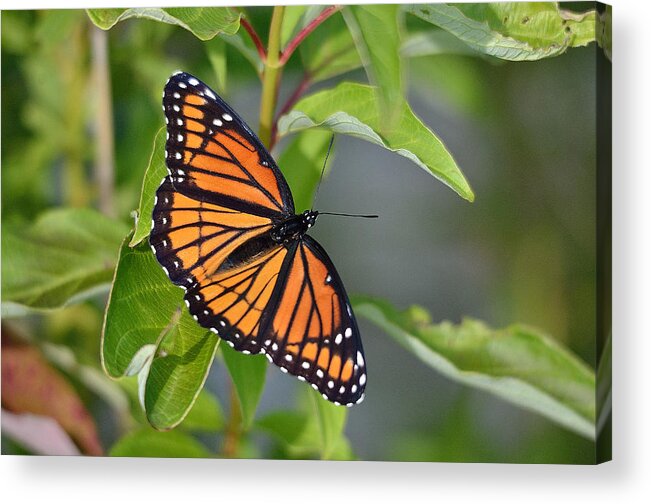 Outdoor Acrylic Print featuring the photograph Sunning Royalty II by David Porteus