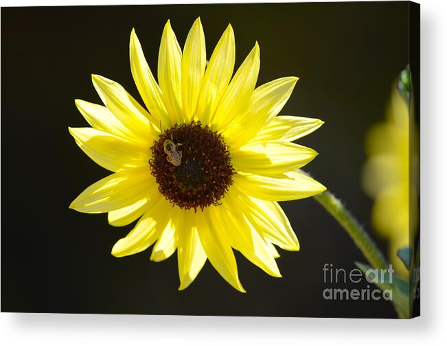 Sunflower Acrylic Print featuring the photograph Sunny Days by Johanne Peale