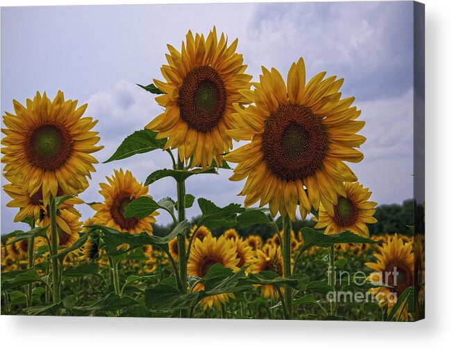 Sunflower Acrylic Print featuring the photograph Sunny Faces by Debra Fedchin