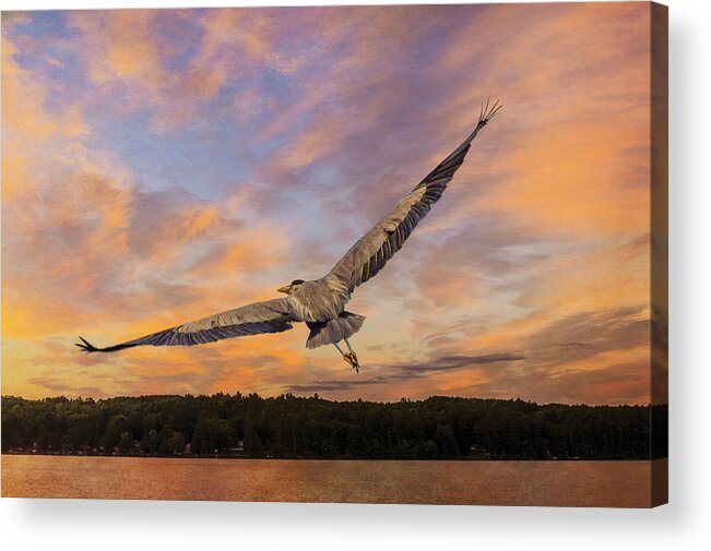 Bird Acrylic Print featuring the photograph Sunrise Heron by Tracy Munson
