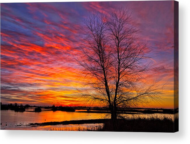 Wetland Acrylic Print featuring the photograph Sunrise in the Sacramento Valley by Kathleen Bishop