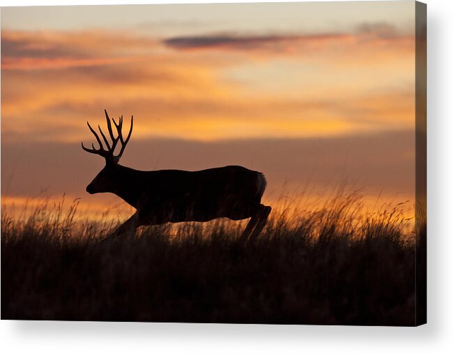 Mule Deer Acrylic Print featuring the photograph Sunrise Silhouette by D Robert Franz