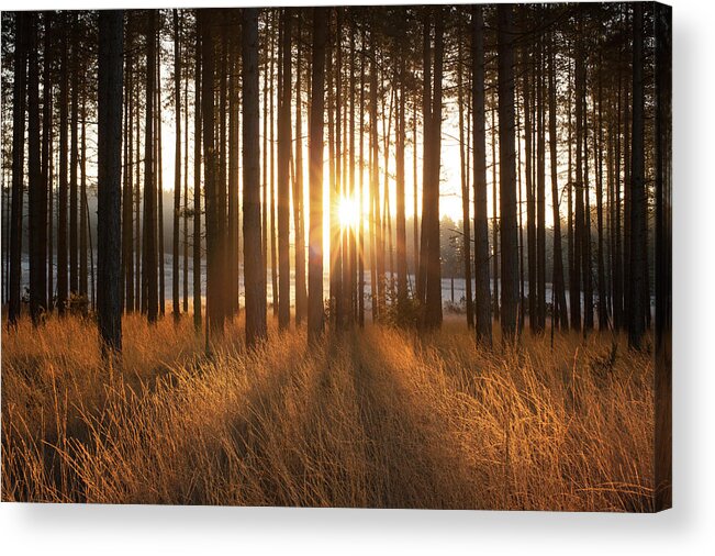 Scenics Acrylic Print featuring the photograph Sunrise Through Pine Forest, Dorset, Uk by Travelpix Ltd