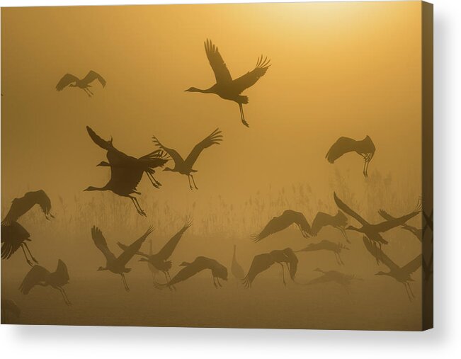 Birds Acrylic Print featuring the photograph Sunrise With Cranes by Ronen Rosenblatt
