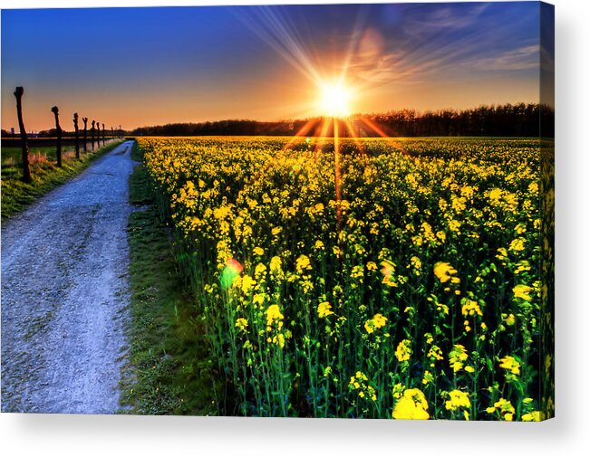 Brassica Acrylic Print featuring the photograph Sunset Field by EXparte SE