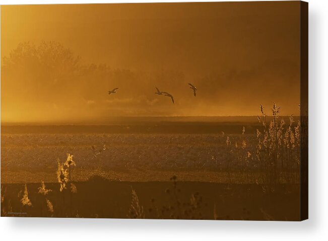 Bird Acrylic Print featuring the photograph Sunset Flight by Britt Runyon