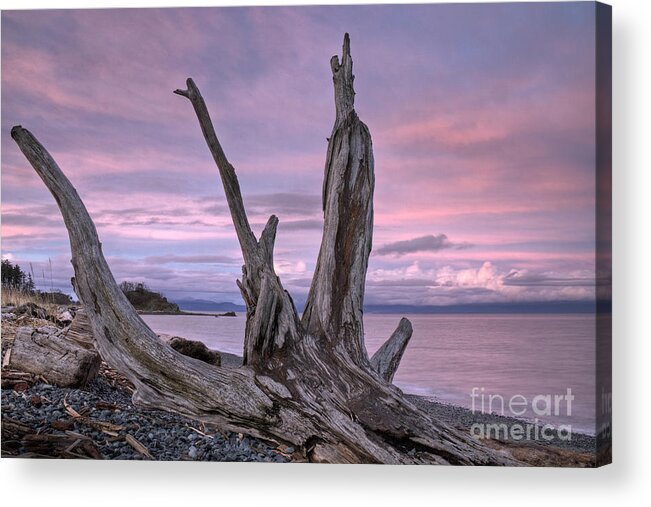 Sunset Acrylic Print featuring the photograph Sunset over the Salish Sea by Inge Riis McDonald