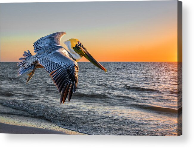 Pelican Acrylic Print featuring the photograph Sunset Pelican by Brian Tarr