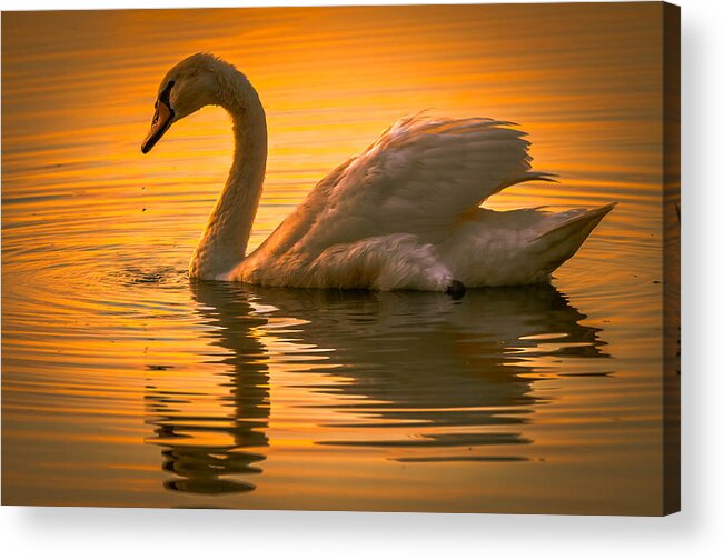 Alone Acrylic Print featuring the photograph Sunset Swan by Brian Stevens