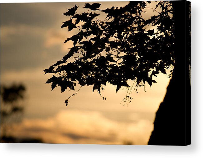 Sunset Acrylic Print featuring the photograph Sunset Through the Trees by John Hoey