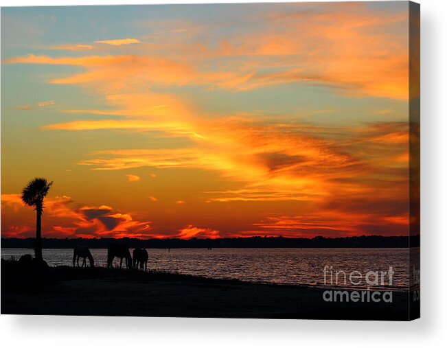 Cumberland Island Acrylic Print featuring the photograph Sunset with Horses by Andre Turner