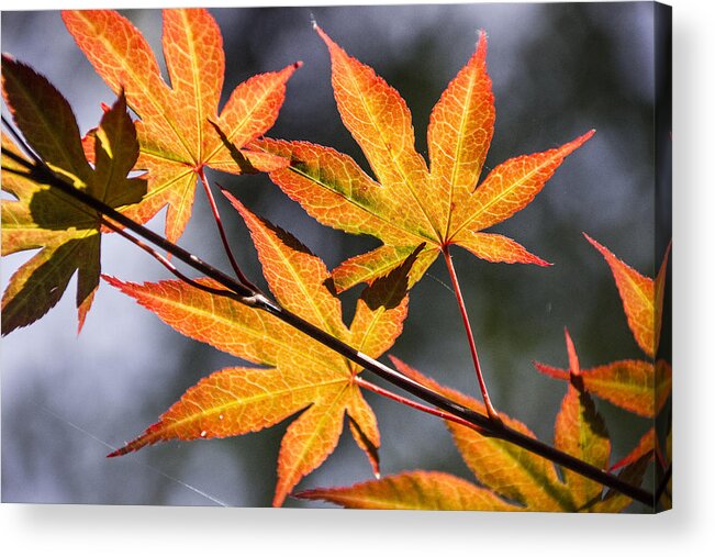 Sunshine Acrylic Print featuring the photograph Sunshine leaves by Kevin Lee-Cerrino