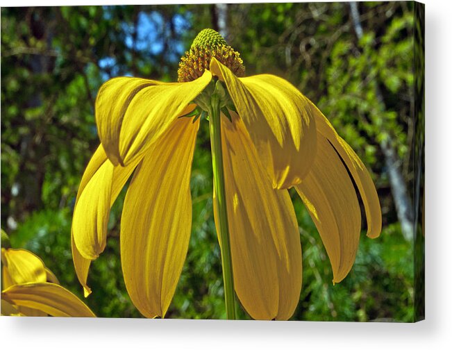 Garden Acrylic Print featuring the photograph Sunshine on my Shoulders by Tikvah's Hope