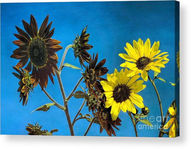 Autumn Acrylic Print featuring the photograph Sunshine by Peggy Hughes