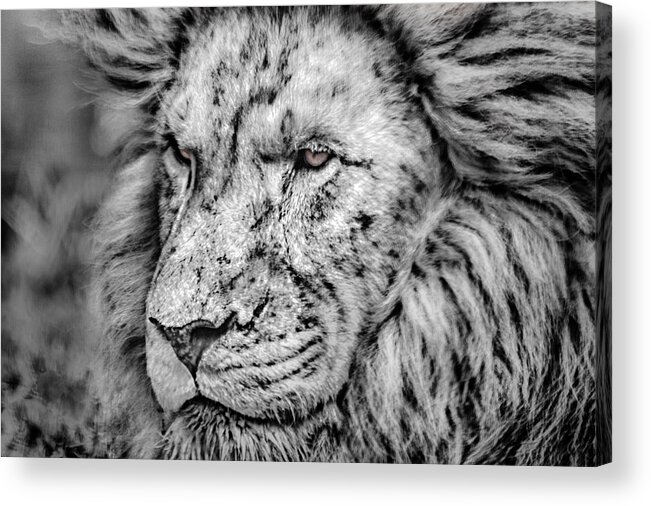 Lion Acrylic Print featuring the photograph Surreal Lion by James Woody