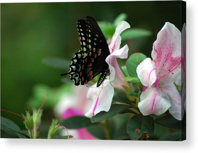 Swallowtail Acrylic Print featuring the photograph Swallowtail 2 by David Weeks