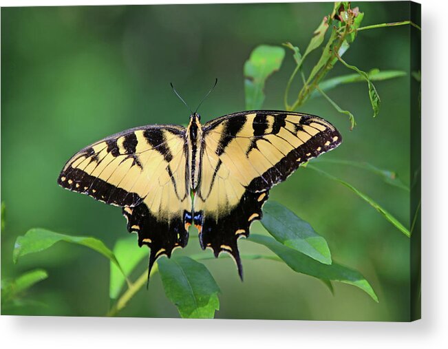 Animal Themes Acrylic Print featuring the photograph Swallowtail Butterfly by Daniela Duncan