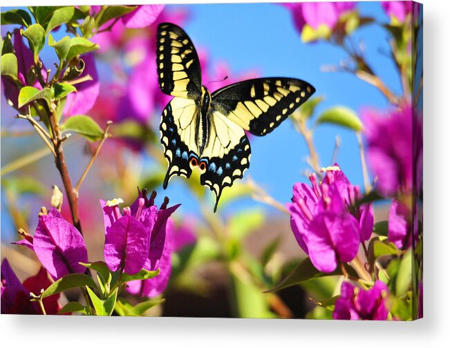Flowers Acrylic Print featuring the photograph Swallowtail in Flight by Lynn Bauer